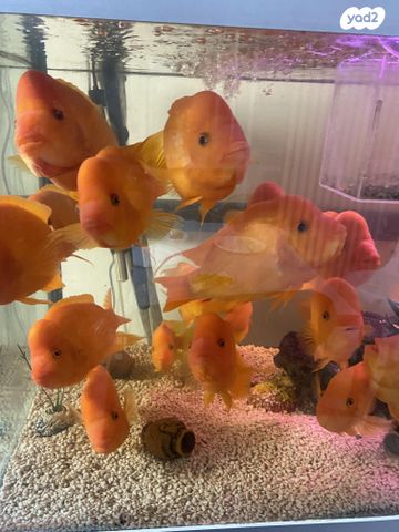 תמונת מודעה - חיות מחמד