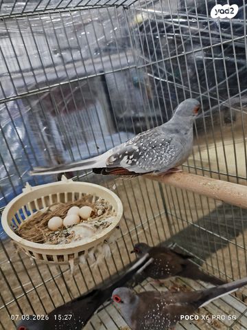 תמונת מודעה - חיות מחמד