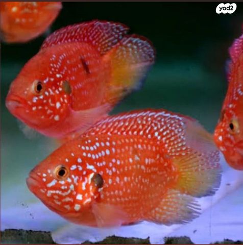 תמונת מודעה - חיות מחמד