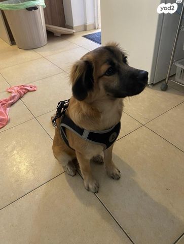 תמונת מודעה - חיות מחמד