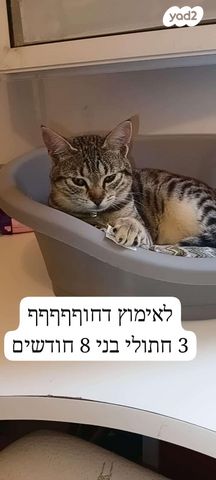 תמונת מודעה - חיות מחמד