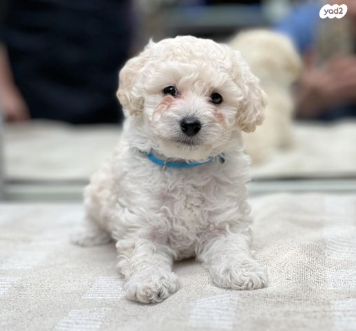 תמונת מודעה - חיות מחמד