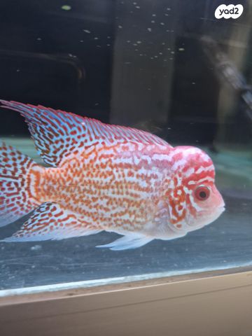 תמונת מודעה - חיות מחמד