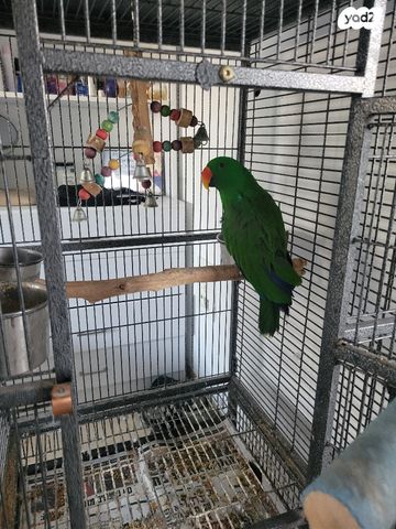 תמונת מודעה - חיות מחמד