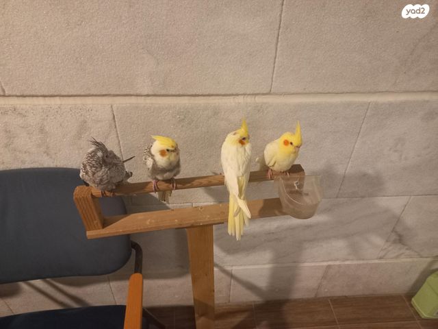 תמונת מודעה - חיות מחמד