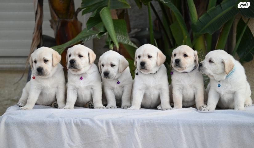 תמונת מודעה - חיות מחמד