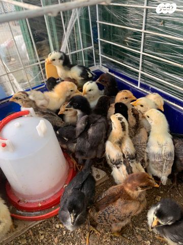 תמונת מודעה - חיות מחמד