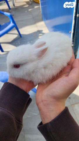 תמונת מודעה - חיות מחמד