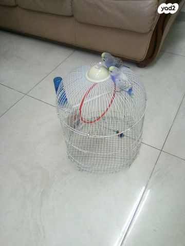 תמונת מודעה - חיות מחמד