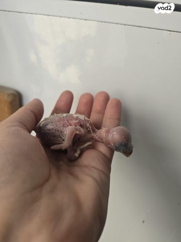 תמונת מודעה - חיות מחמד