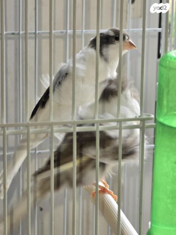 תמונת מודעה - חיות מחמד