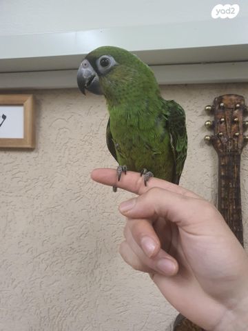 תמונת מודעה - חיות מחמד