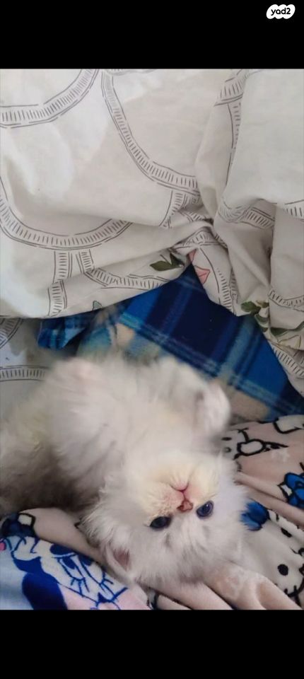 תמונת מודעה - חיות מחמד