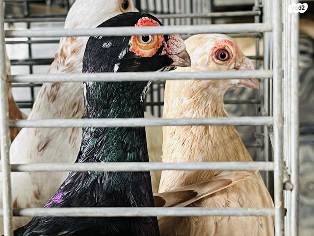 תמונת מודעה - חיות מחמד