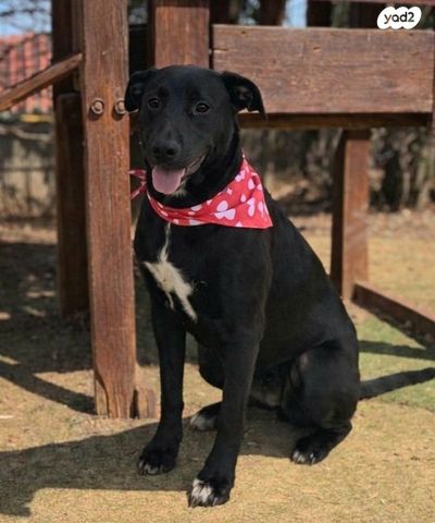 תמונת מודעה - חיות מחמד