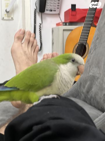 תמונת מודעה - חיות מחמד