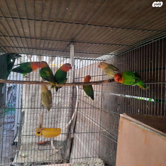 תמונת מודעה - חיות מחמד