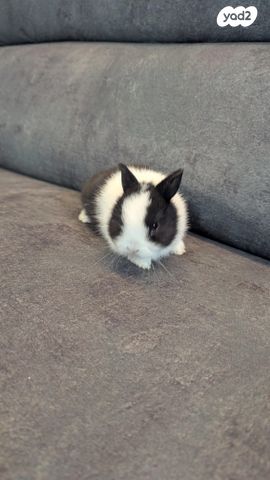 תמונת מודעה - חיות מחמד