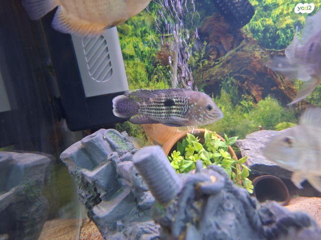 תמונת מודעה - חיות מחמד