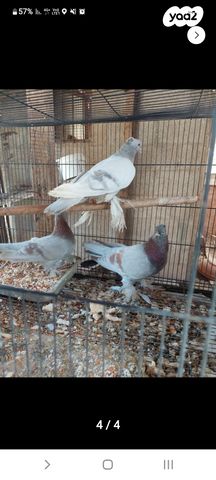 תמונת מודעה - חיות מחמד