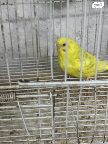 תמונת מודעה - חיות מחמד