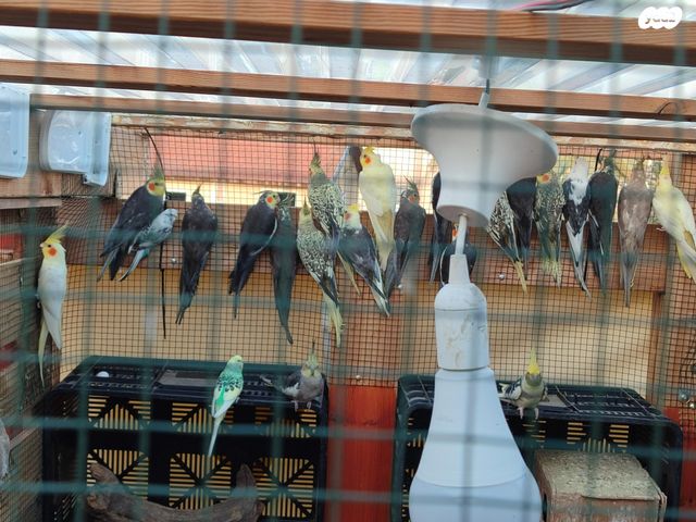 תמונת מודעה - חיות מחמד