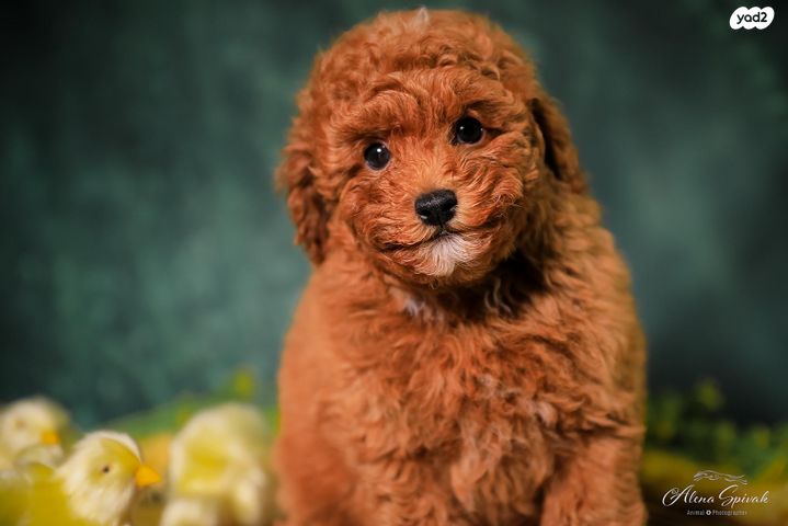 תמונת מודעה - חיות מחמד