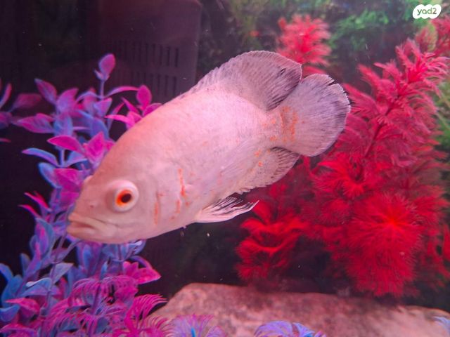 תמונת מודעה - חיות מחמד