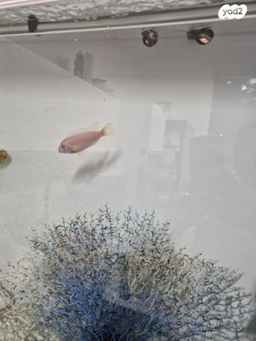 תמונת מודעה - חיות מחמד