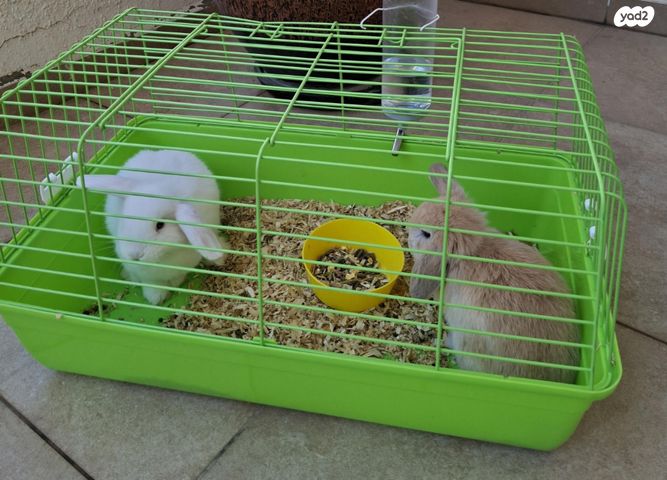 תמונת מודעה - חיות מחמד