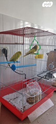 תמונת מודעה - חיות מחמד