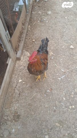 תמונת מודעה - חיות מחמד