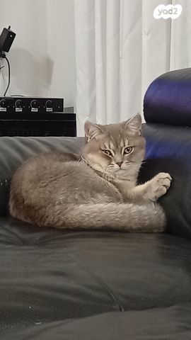 תמונת מודעה - חיות מחמד