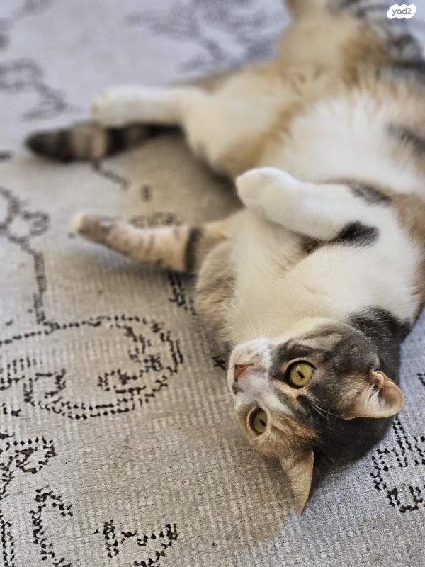 תמונת מודעה - חיות מחמד