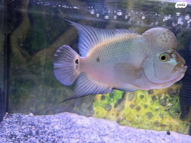 תמונת מודעה - חיות מחמד