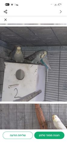 תמונת מודעה - חיות מחמד