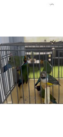 תמונת מודעה - חיות מחמד