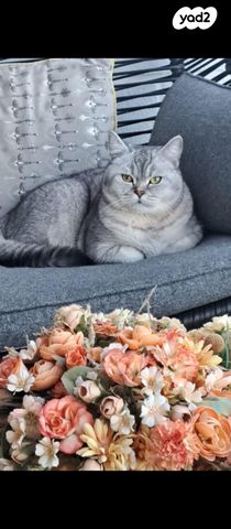 תמונת מודעה - חיות מחמד