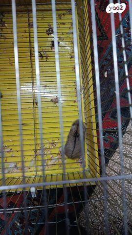 תמונת מודעה - חיות מחמד