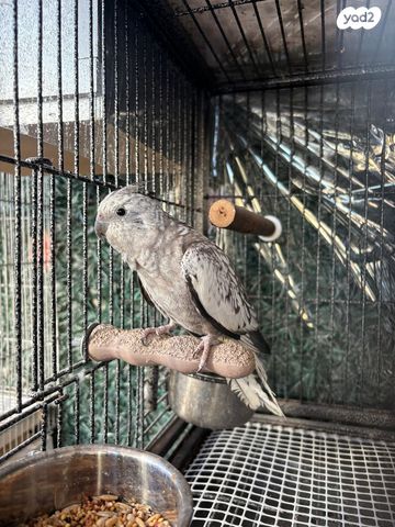 תמונת מודעה - חיות מחמד