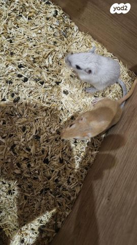 תמונת מודעה - חיות מחמד