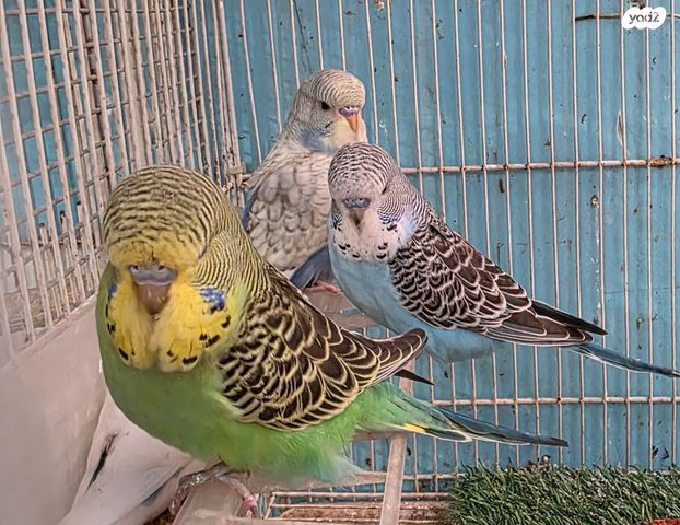 תמונת מודעה - חיות מחמד