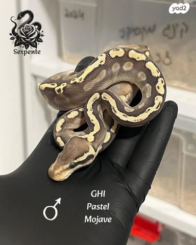 תמונת מודעה - חיות מחמד