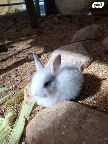 תמונת מודעה - חיות מחמד