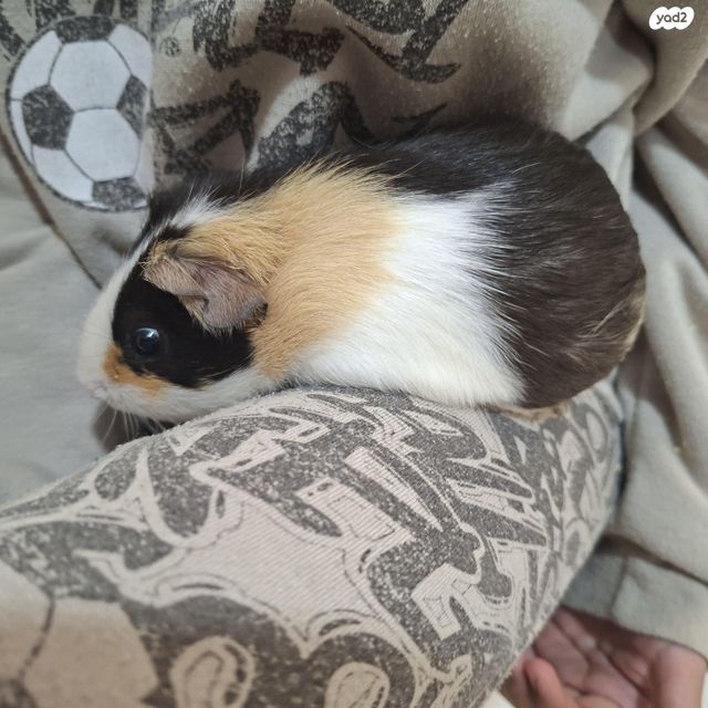 תמונת מודעה - חיות מחמד