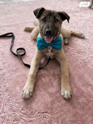 תמונת מודעה - חיות מחמד