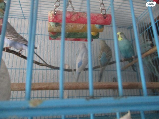 תמונת מודעה - חיות מחמד