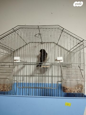 תמונת מודעה - חיות מחמד