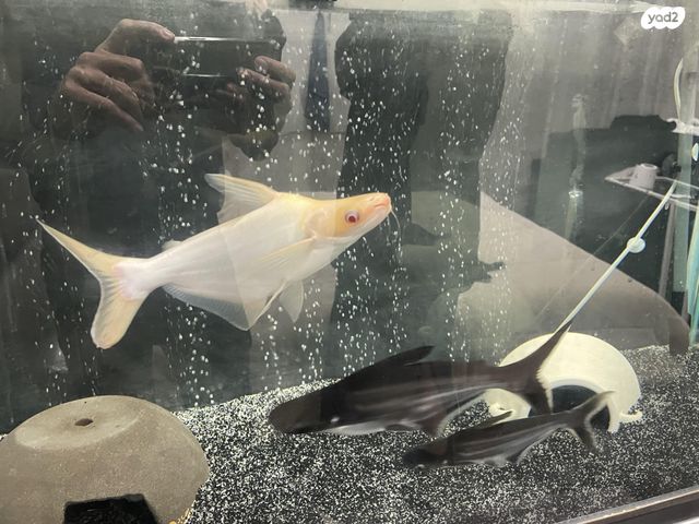 תמונת מודעה - חיות מחמד