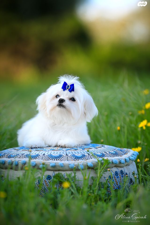 תמונת מודעה - חיות מחמד